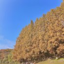 씨유 용인외대공원점 | 용인 단풍명소 한국외대 명수당 주차꿀팁 &amp; 평일 방문 후기 인생샷 포토존 정리