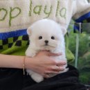 울산 강아지분양 미유펫 이미지