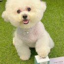 이도메디 이미지