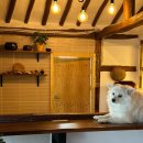 토르스테이 | 촌캉스 숙소 춘천 토르스테이 애견동반 독채펜션 추천 후기