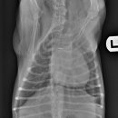 Dr. 오즈 동물병원 이미지