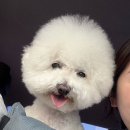 다이아몬독 이미지