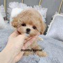 개맘대로 이미지