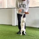 하나펫살롱 | 수완지구애견미용 합리적이고 친절한 비비펫살롱