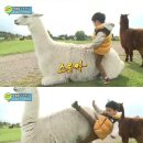 알파카