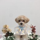 도톨그루밍 이미지