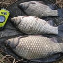 교동멧돼지 이미지