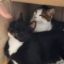 더이야카페 이미지