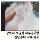 이든동물병원 | 강아지 세균성 피부염 약욕 치료 창원 이든동물메디컬 이든동물병원