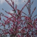 [복숭아꽃]복숭아나무 내용과 재배방법(장미과(薔薇科 Rosaceae)에 속하는 과수.) 이미지