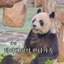 (주)미인나라 | 타이베이 시립동물원 판다 가족 (위안바오, 위안짜이) 소개 및 관람 팁, 대기시간 줄이는 법