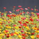 자라섬 주차장 이미지