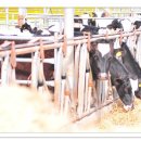 홍주목장 이미지