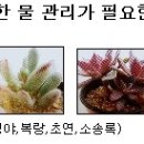 초연다육 이미지