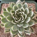 수담농장 이미지