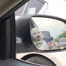 도그의 품격 이미지