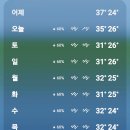 여름의정원 | 여름철 정원 이식 후기: 한낮의 땡볕과 일주일 장마 사이에서