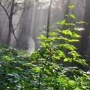 숲속에는 이미지