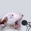 바우와우 이미지