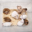 달펫 소동물샵 이미지