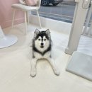 트리몽 이미지
