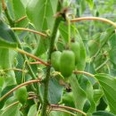 머루다래 이미지