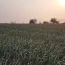 단군농장 이미지