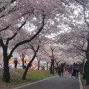 시청별관앞 꽃보라동산 이미지