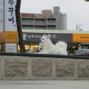 바보형제쭈꾸미(일산점) 이미지