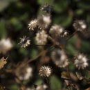 신효동-26 이미지