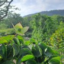 한림골드빌라스풀빌라 이미지