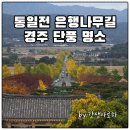 서라벌오리 | 경주 통일전 은행나무 길 단풍 명소, 가을 단풍 구경 가기 딱 좋은 곳