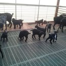 늘푸른 흑염소농장 이미지