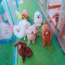 행복 애견방 이미지