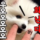 누리애견미용 이미지