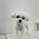 멍블리 펫 이미지