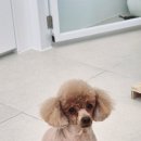 보들하이 이미지