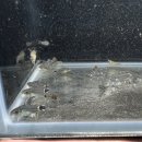 포켓피쉬 이미지