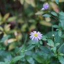 쑥부쟁이 Aster yomena (Kitam.) Honda 이미지