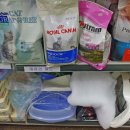 현대애견사료 이미지