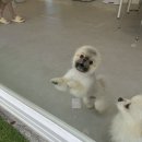 데이멍스 이미지