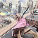 [전문가과정] 펫푸드 스타일리스트 2급 자격과정 | 반려견스타일리스트 자격증 실견 위주 수업 후기