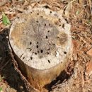 (주)대덕바이오 이미지