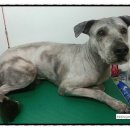 이쁘개 이동미용 이미지