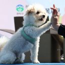 (주)엔도메디텍 | 2024년 반려동물뉴스 스크랩 (09월 10일)