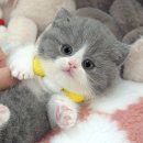 강아지고양이편의점분당 - 성남시 분당구 정자일로 25 | 성남고양이분양 고민 끝! 분당·판교까지 비교하고 미오즈 수원광교점에서 가족을 만난 후기