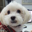 초콜릿종합동물병원 이미지