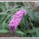 배산성지 이미지