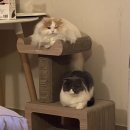 (주)페슬러 | [고양이 캣타워] 페슬러 냥홀릭 스크래쳐(PETSTLER) 시그니쳐A