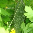 여주-0003 Daum카페